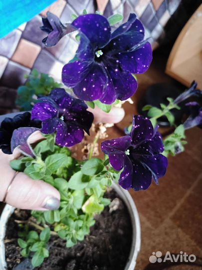 Вегетативная петуния