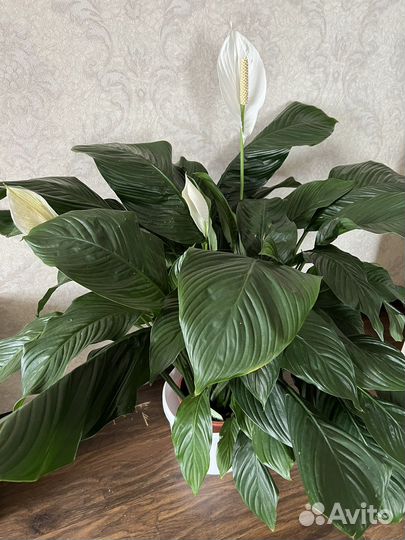 Спатифиллум гигант