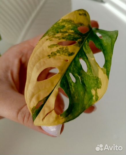 Монстера Адансона Ауреа жёлтый вар