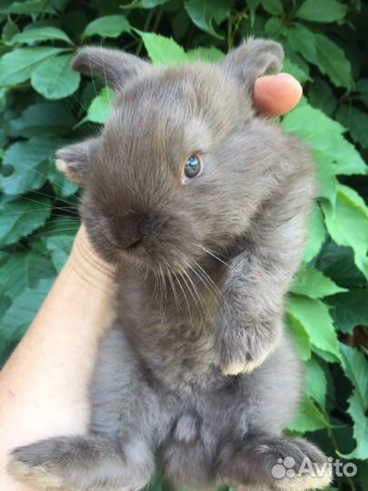 Французский баран