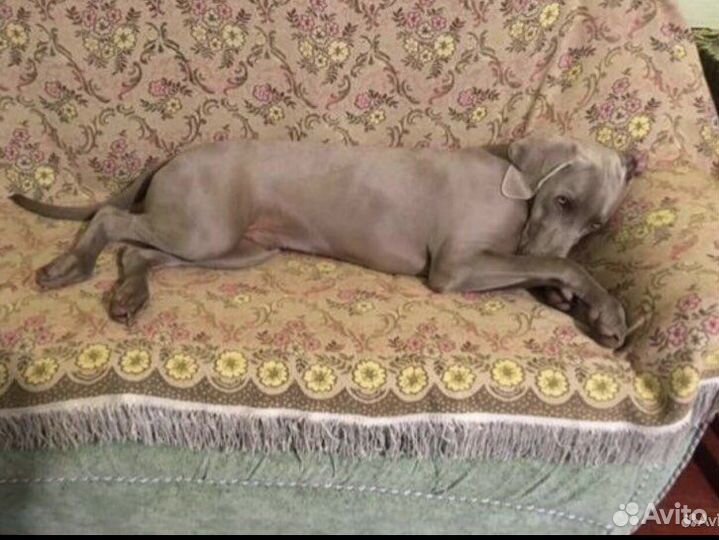 Веймаранер