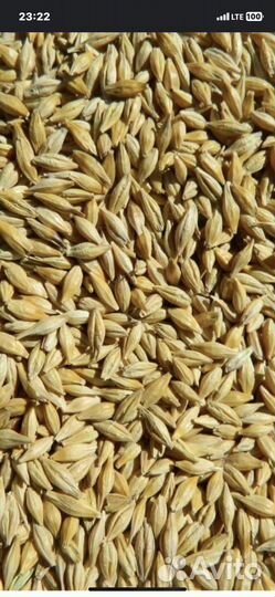Зерно ячмень новый урожай.только оптом