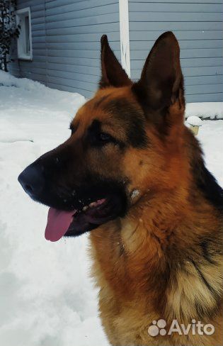 Вязка кабель немецкой овчарки