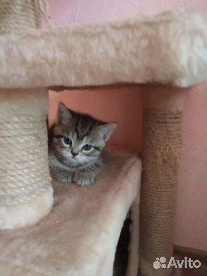 Британские котята