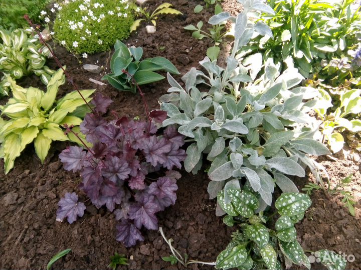 Многолетники