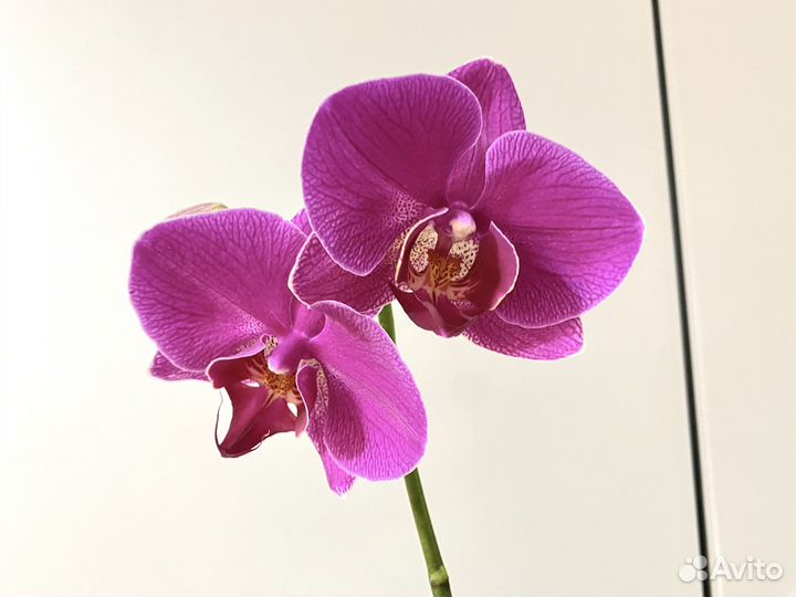 Орхидея фаленопсис