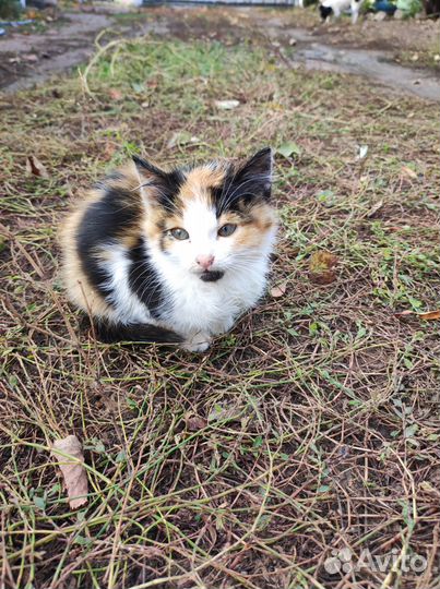 Отдам в добрые руки трехцветного котенка