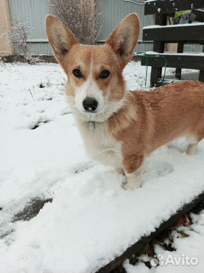 Маркеры/ Идентификационные ошейники для щенков
