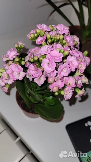 Каланхоэ цветущий