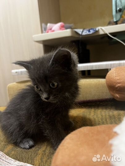 Котенок бесплатно