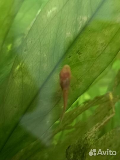 Ампулярии, гуппи, сомики анциструсы, креветки