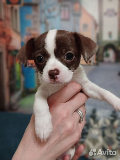 Щенки чихуахуа