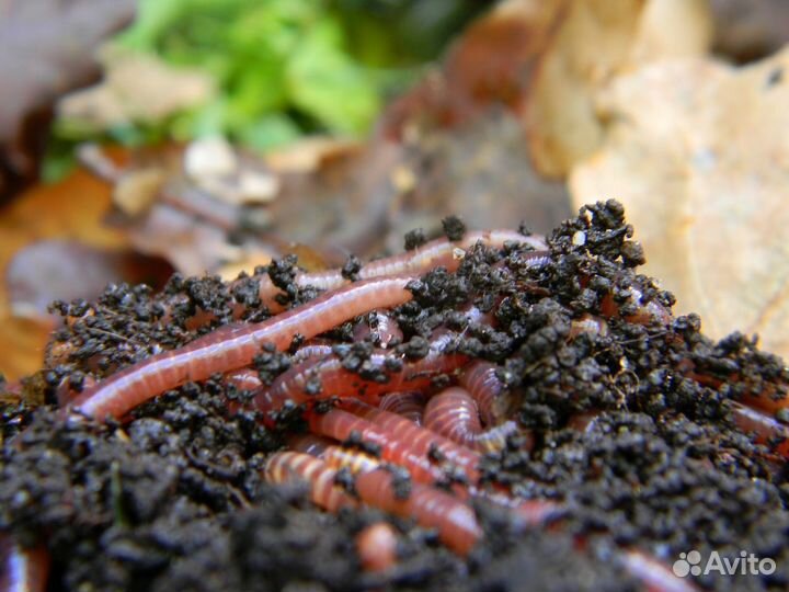 Калифорнийский червь