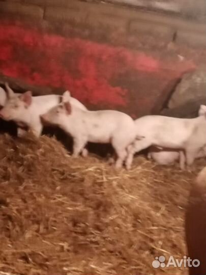 Поросята русская белая