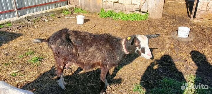 Козлята
