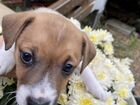 Продам породистого щенка Джек-Рассел-терьер объявление продам