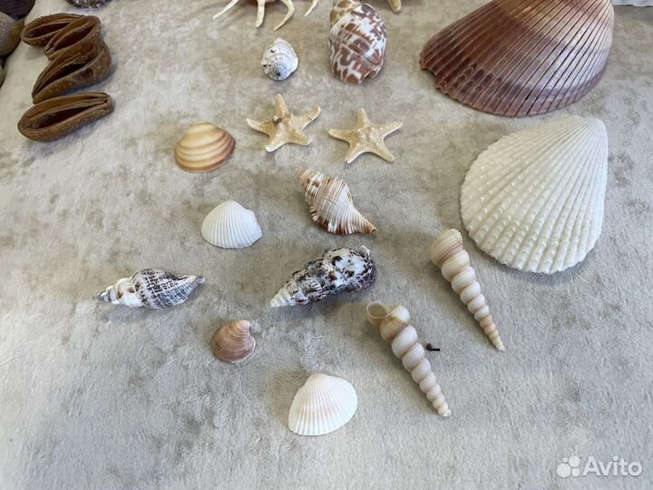 Ракушки натуральные морские