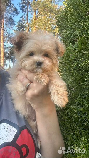 Мальтипу f1 mini девочка 4 мес