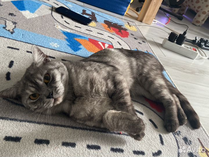 Кот -помесь британца и шотландца