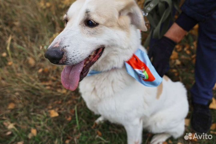 Собака верный друг