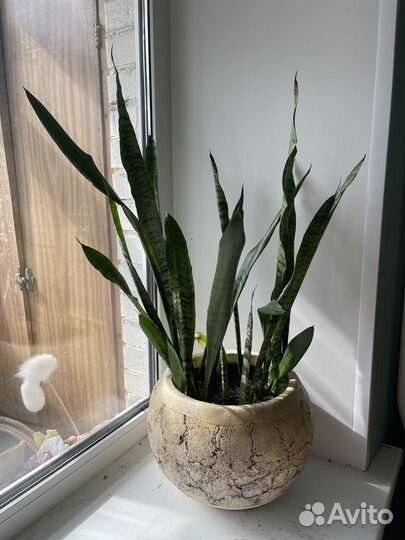 Сансевиерия