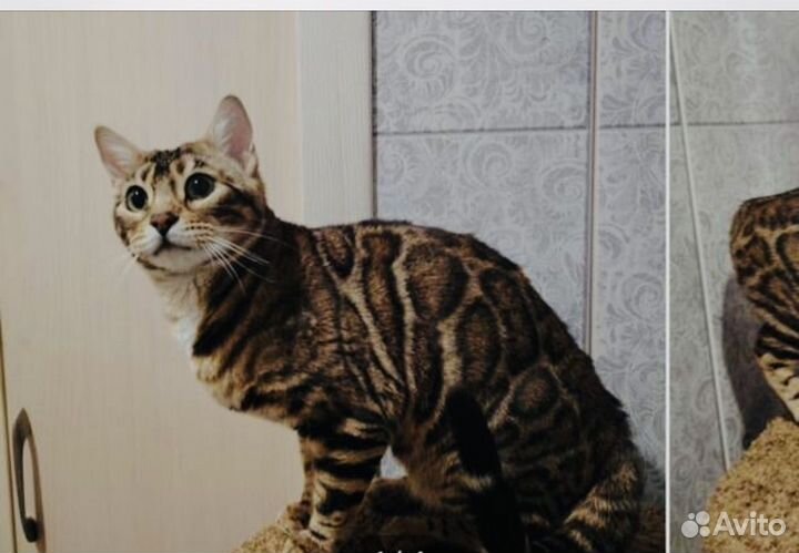 Бенгальская