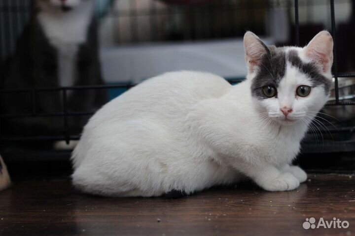 Котенок девочка
