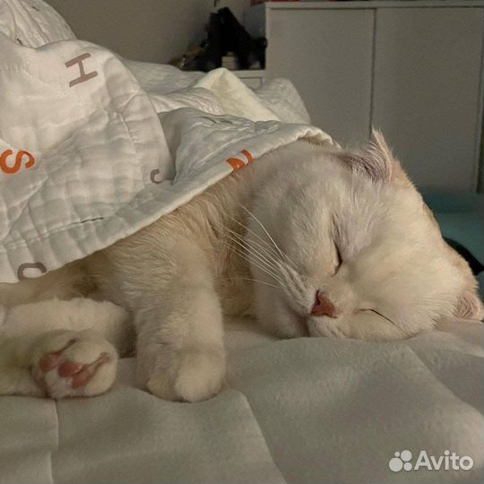 Передержка питомца