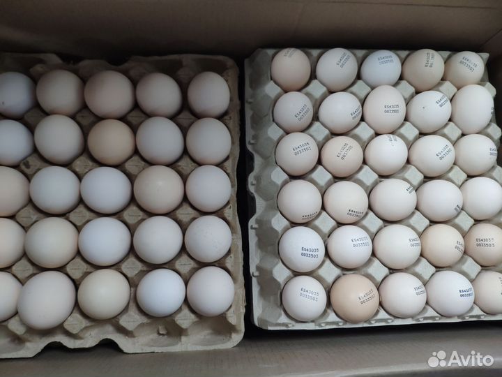 Инкубационное яйцо бройлера, индейки и уток