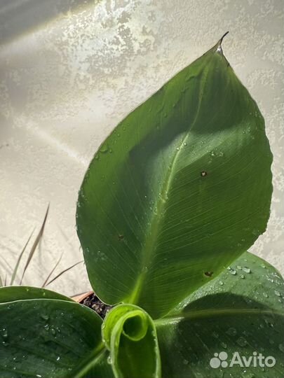 Банан пальма