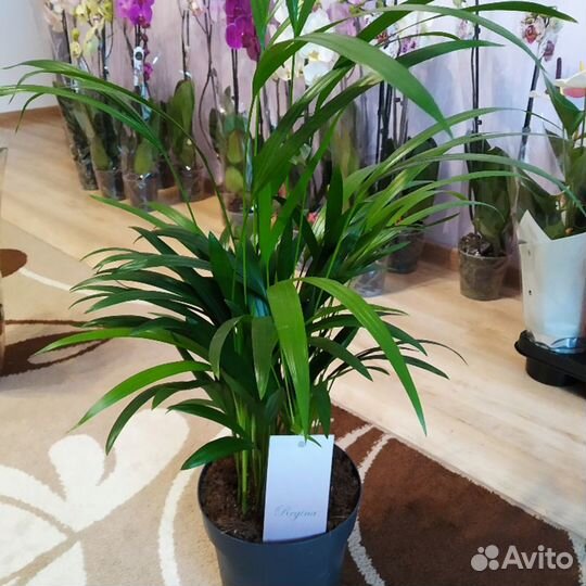 Аурека Дупсис