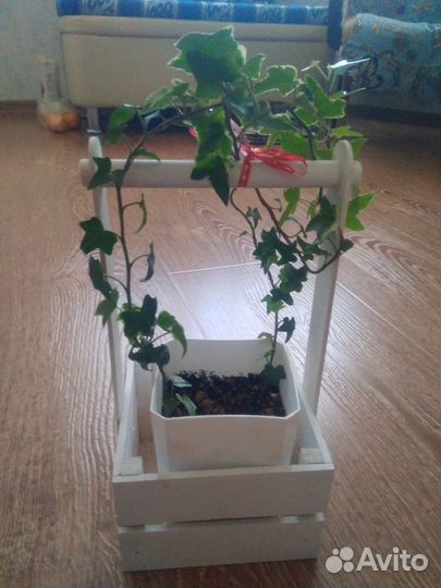 Много комнатных цветов