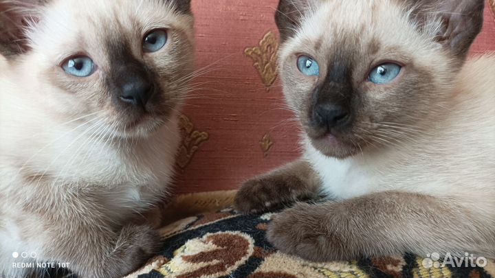 Котята