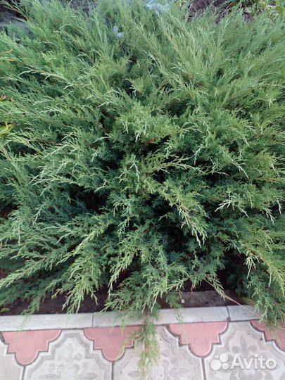 Можжевельники и пионы корни