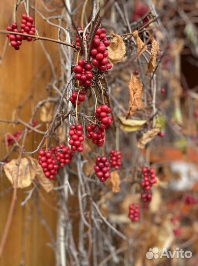 Китайский лимонник