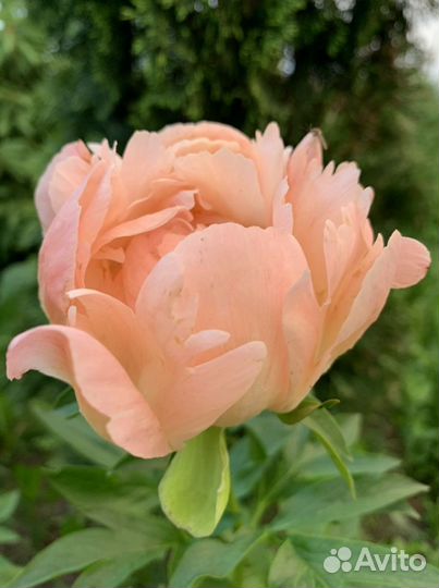 Пионы, гортензии, розы, саженцы