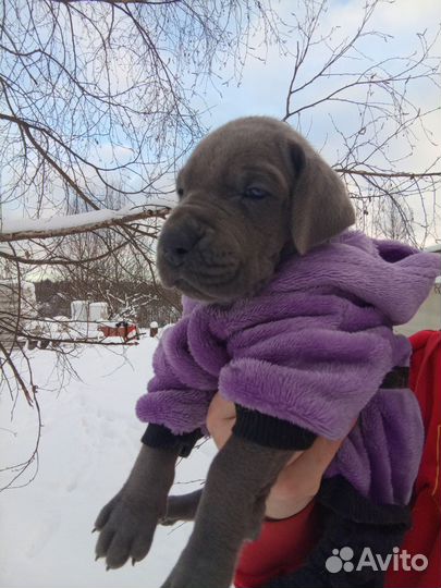 Щенок немецкого дога полностью голубого окраса