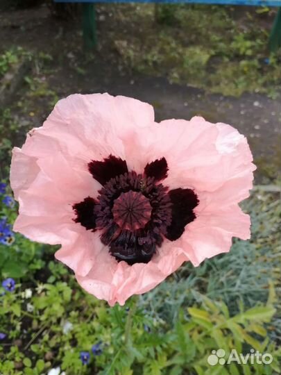 Многолетний мак