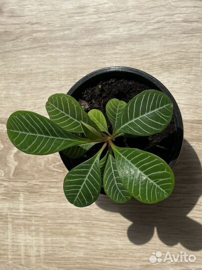 Молочай беложильчатый