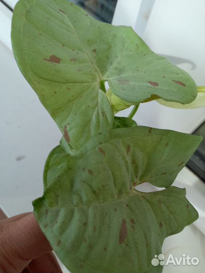 Сингониумы сортовые