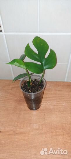 Рафидофора