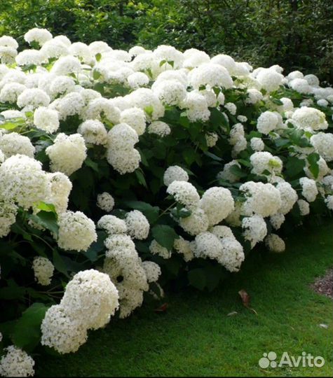 Декоративные белые кустарники: Гортензия и