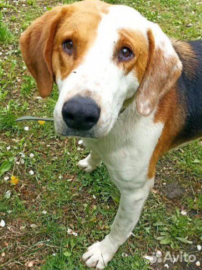 Собака в добрые руки