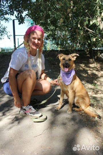 Меренга ищет дом