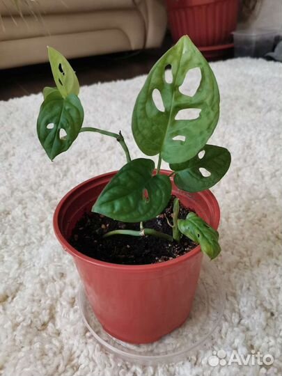 Комнатные растения, цветы