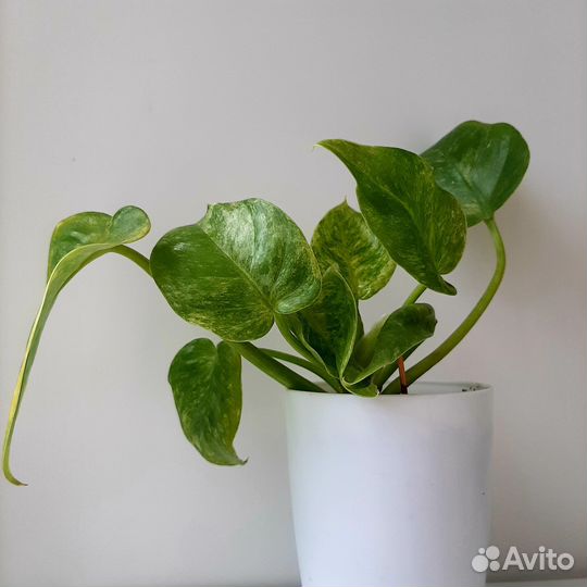 Philodendron Giganteum variegated