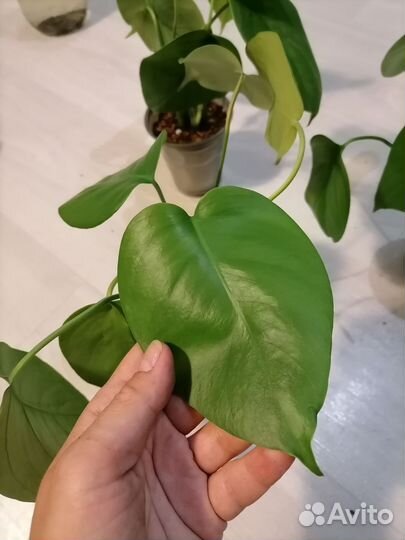 Монстера мелколистная