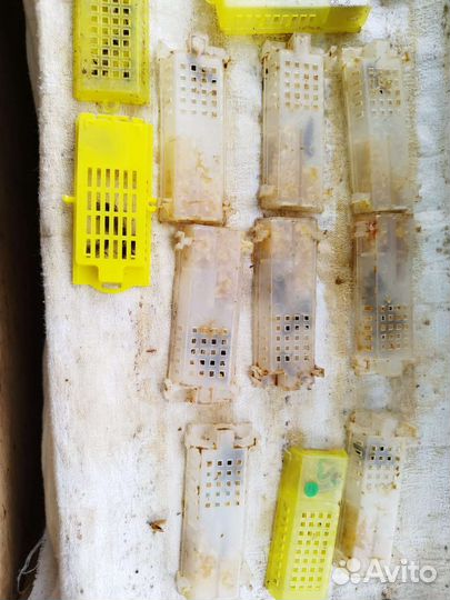 Пчелиная матка Бакфаст F-1 плодная 2023г