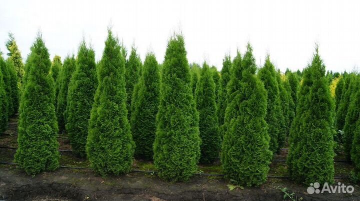 Туи Брабант Экстра качества