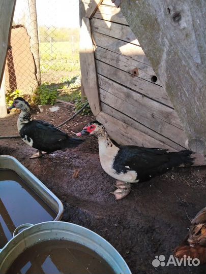 Селезень индоутки